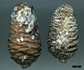 SpeciesSub: subsp. salouenensis